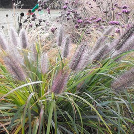 Herbe aux écouvillons  - pennisetum alopecuroides 'moudry'  - godet 9x9 cm