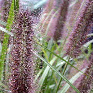 Herbe aux écouvillons  - pennisetum alopecuroides 'moudry'  - godet 9x9 cm
