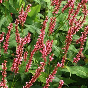 Persicaire, renouée  - persicaria amplexicaulis 'orange field'  - godet 9x9 cm