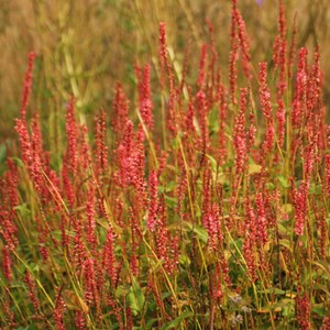 6 x persicaire, renouée - persicaria amplexicaulis 'orange field' - godet 9x9