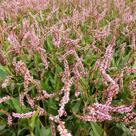 Persicaire, renouée  - persicaria amplexicaulis 'pink elephant'  - godet 9x9 cm