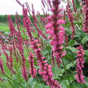 Persicaire, renouée  - persicaria amplexicaulis 'pink elephant'  - godet 9x9 cm