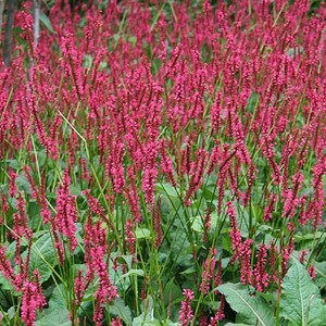 Persicaire, renouée  - persicaria amplexicaulis 'red baron'  - godet 9x9 cm