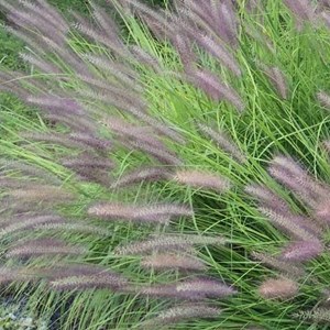 Herbe aux écouvillons  - pennisetum alopecuroides 'red head'  - godet 9x9 cm