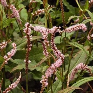 Persicaire, renouée  - persicaria amplexicaulis 'rosea'  - godet 9x9 cm