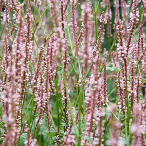 6 x persicaire, renouée  - persicaria amplexicaulis 'rosea'  - godet 9x9 cm