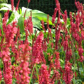 Persicaire, renouée  - persicaria amplexicaulis 'speciosa'  - godet 9x9 cm