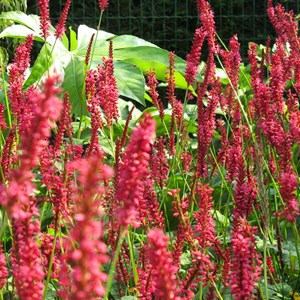 Persicaire, renouée  - persicaria amplexicaulis 'speciosa'  - godet 9x9 cm