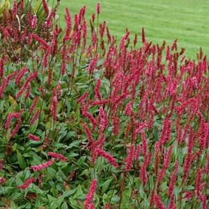 Persicaire, renouée  - persicaria affinis 'superba'  - godet 9x9 cm