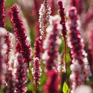6 x persicaire, renouée  - persicaria affinis 'superba'  - godet 9x9 cm
