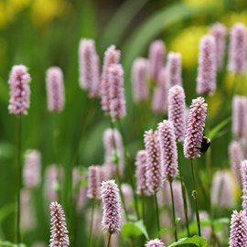 Renouée bistorte  - persicaria bistorta 'superba'  - godet 9x9 cm