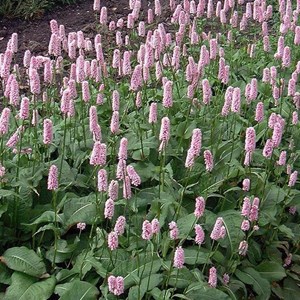 Renouée bistorte  - persicaria bistorta 'superba'  - godet 9x9 cm