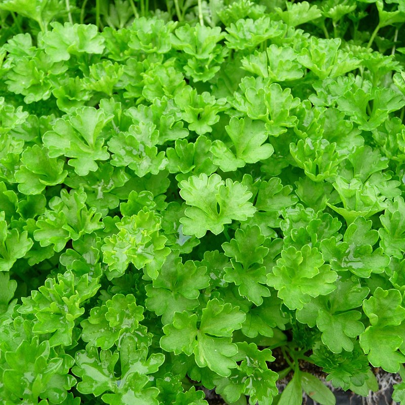 6 x persil plat - petroselinum crispum - godet 9x9 cm