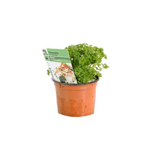 6 x persil plat - petroselinum crispum  - godet 9x9 cm