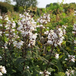 Galane digitalis  - penstemon digitalis 'husker red'  - godet 9x9 cm