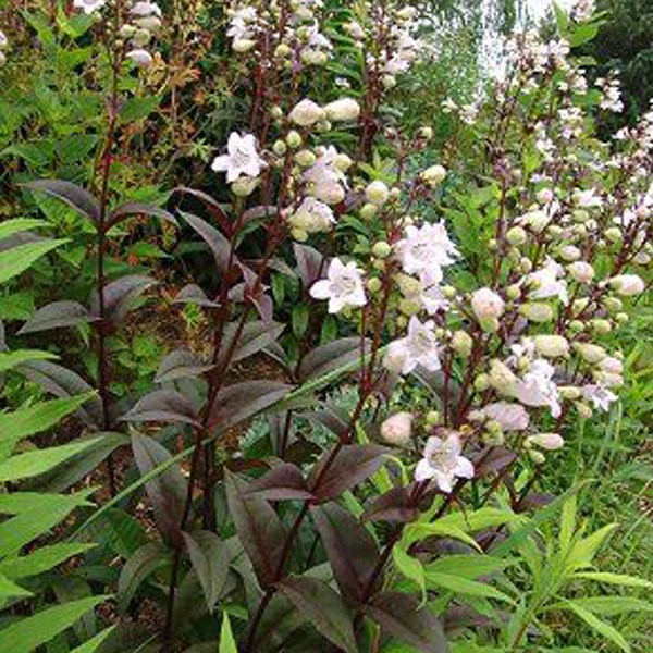 6 x galane digitalis - penstemon digitalis 'husker red' - godet 9x9 cm