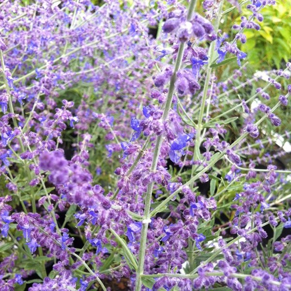 Arborix - 2 x sauge d'afghanistan - perovskia atriplicifolia 'little spire' - 30-40 cm