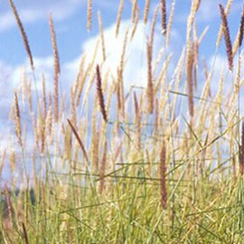 6 x herbe aux écouvillons - pennisetum incomptum  - godet 9x9 cm