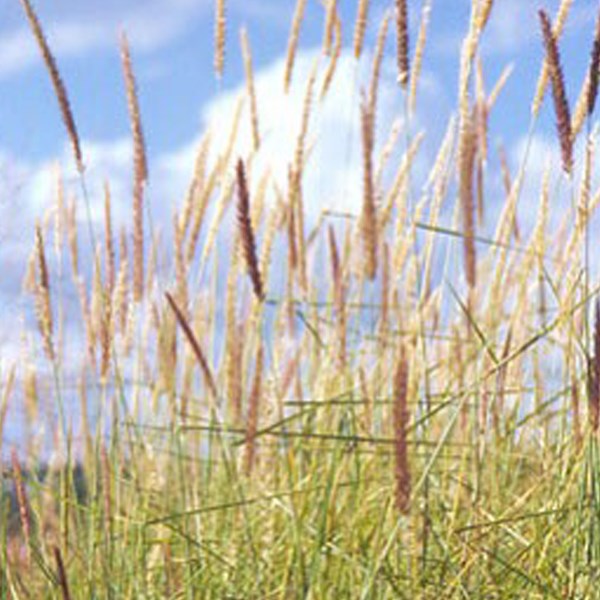 6 x herbe aux écouvillons - pennisetum incomptum - godet 9x9 cm