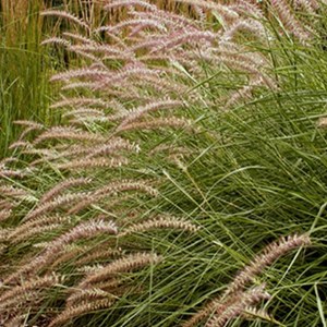 6 x herbe aux écouvillons - pennisetum incomptum  - godet 9x9 cm