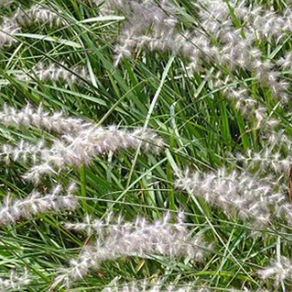 Herbe aux écouvillons - pennisetum orientale 'karley rose' - godet 9x9 cm