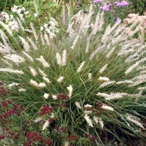 6 x herbe aux écouvillons - pennisetum orientale  - godet 9x9 cm