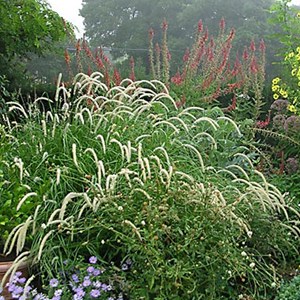 Herbe aux écouvillons  - pennisetum orientale 'tall tails'  - godet 9x9 cm