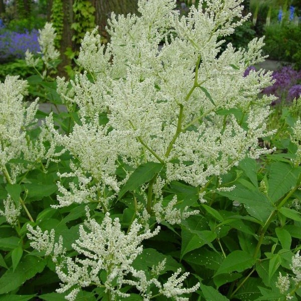 6 x persicaire, renouée polymorpha - persicaria polymorpha - godet 9x9 cm