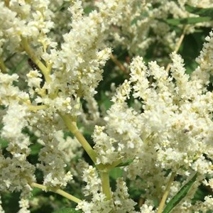 6 x persicaire, renouée polymorpha - persicaria polymorpha  - godet 9x9 cm