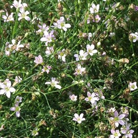 Petrorhagia saxifraga - godet 9x9 cm