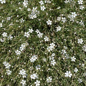 Petrorhagia saxifraga - godet 9x9 cm