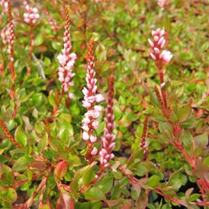 6 x renouée rampante - persicaria vacciniifolia  - godet 9x9 cm
