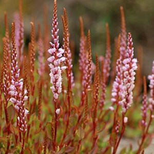 6 x renouée rampante - persicaria vacciniifolia  - godet 9x9 cm