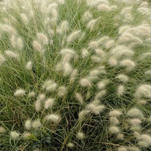 6 x herbe aux écouvillons villosum - pennisetum villosum  - godet 9x9 cm