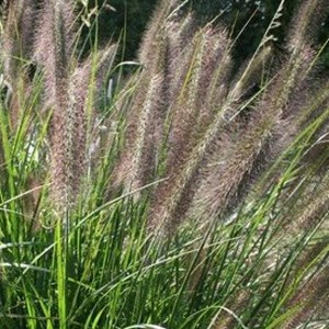 6 x herbe aux écouvillons - pennisetum viridescens  - godet 9x9 cm