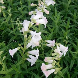 Galane  - penstemon 'white bedder'  - godet 9x9 cm