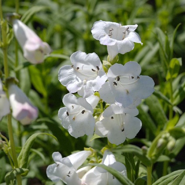 Arborix - 6 x galane  - penstemon 'white bedder'  - godet 9x9 cm