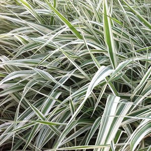 Ruban de bergère panaché jaune  - phalaris arundinacea 'picta'  - godet 9x9 cm