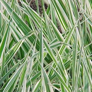 6 x ruban de bergère panaché jaune - phalaris arundinacea 'picta' - godet 9x9