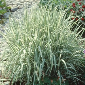 Ruban de bergère panaché  - phalaris arundinacea 'feesey'  - godet 9x9 cm