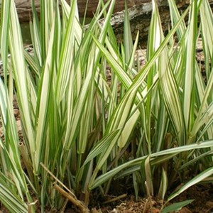 6 x ruban de bergère panaché  - phalaris arundinacea 'feesey'  - godet 9x9 cm