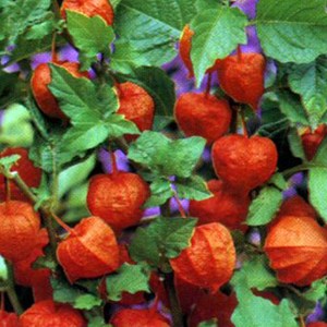 6 x amour en cage franchetii - physalis alkekengi franchetii  - godet 9x9 cm