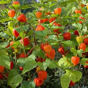 6 x amour en cage franchetii - physalis alkekengi franchetii  - godet 9x9 cm