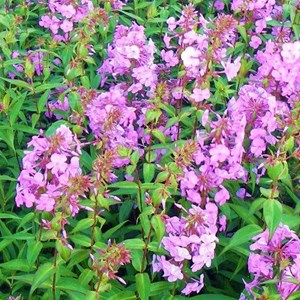 Phlox maculé  - phlox maculata 'alpha'  - godet 9x9 cm