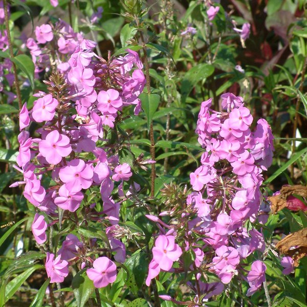 Arborix - 6 x phlox maculé - phlox maculata 'alpha' - godet 9x9 cm