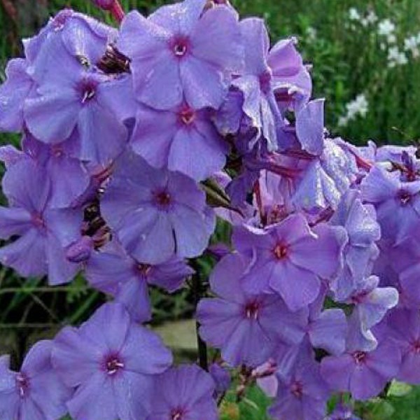 6 x phlox paniculé - phlox paniculata 'amethyst' - godet 9x9 cm