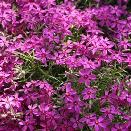 Phlox mousse  - phlox subulata 'atropurpurea'  - godet 9x9 cm