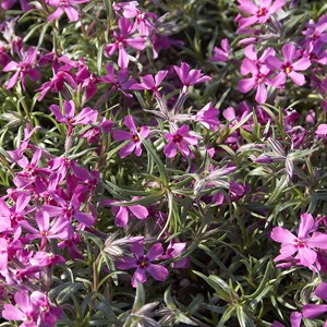 Phlox mousse  - phlox subulata 'atropurpurea'  - godet 9x9 cm