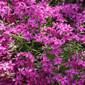 6 x phlox mousse  - phlox subulata 'atropurpurea'  - godet 9x9 cm