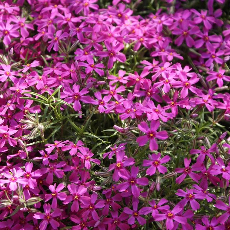 Arborix - 6 x phlox mousse - phlox subulata 'atropurpurea' - godet 9x9 cm